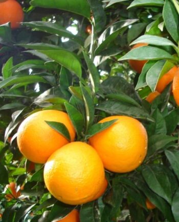 Портокал 'Newhall' (Citrus sinensis) – ранен сорт с едри, сладки и сочни плодове. Подходящ за отглеждане в саксия, на тераса и в зимна градина.