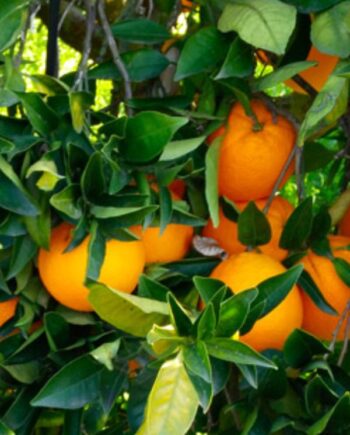 Портокал 'Vaniglia' (Citrus sinensis) – сладък цитрусов сорт с много ниска киселинност и сочни плодове. Подходящ за отглеждане в саксия и зимна градина.