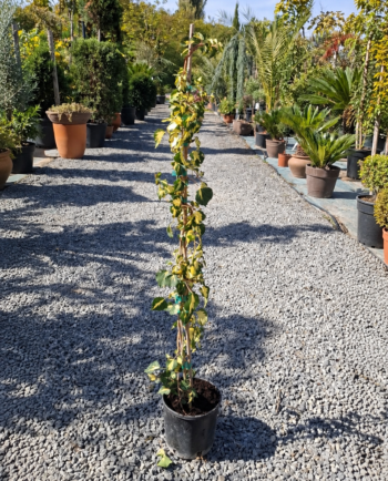 Бръшлян 'Goldheart' (Hedera helix) – вечнозелено катерливо растение с тъмнозелени листа и златистожълта среда. Подходящ за огради, стени и градини.