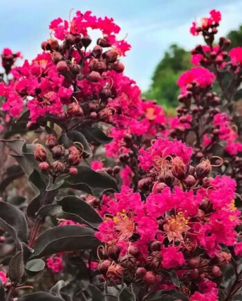 Индийски люляк – цикламен (Lagerstroemia indica Black Diamond 'Mystic Magenta')