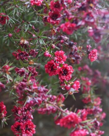 Leptospermum scoparium е вечнозелен декоративен храст с фини ароматни листа и обилен цъфтеж в бяло, розово или червено. Известен е и като манука – растението, от което се произвежда прочутият манука мед.