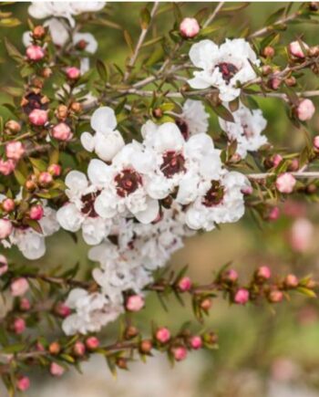 Leptospermum scoparium е вечнозелен декоративен храст с фини ароматни листа и обилен цъфтеж в бяло, розово или червено. Известен е и като манука – растението, от което се произвежда прочутият манука мед.