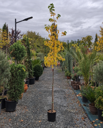 Ликвидамбар (Liquidambar styraciflua)