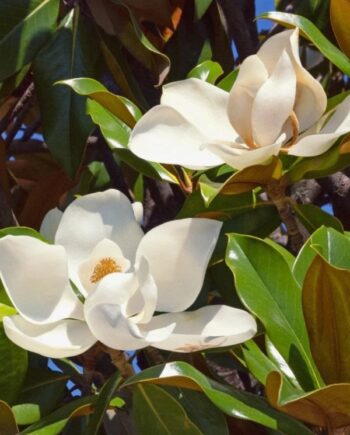 Вечнозелена магнолия (Magnolia grandiflora)