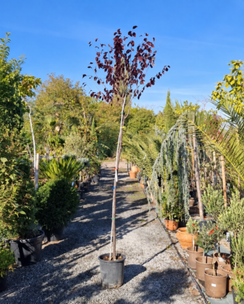Черна слива (Prunus nigra) – студоустойчиво листопадно дърво с красив пролетен цъфтеж и ядливи плодове. Подходящо за просторни градини.