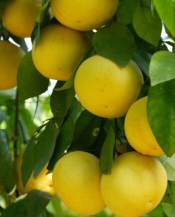 Грейпфрут (Citrus paradisi) – Pompelmo