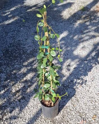 Звездовиден жасмин (Trachelospermum jasminoides)